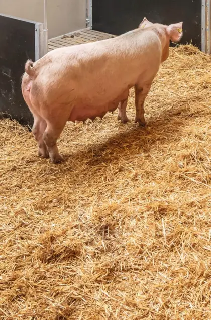 Verkaufe Zuchtsau tragend zum 2. Mal