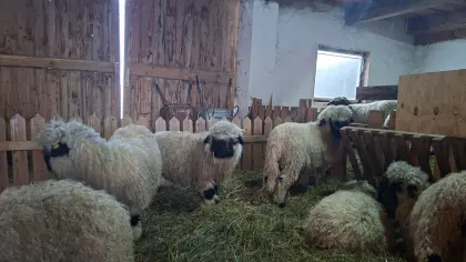Walliser Schwarznasenschafe Bio HB
