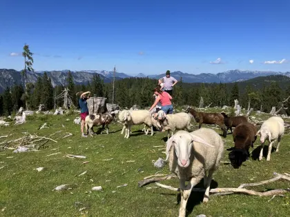 Suche Bergschaf oder Jura Widder