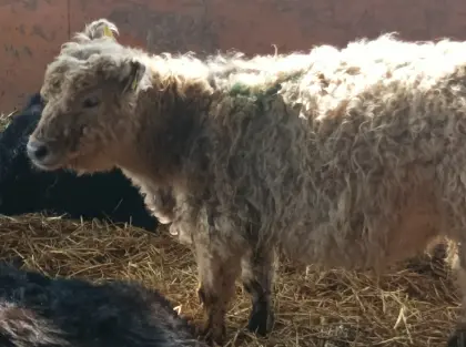 Zwei Galloway-Färsen, 1 x weiß, 1 x schwarz