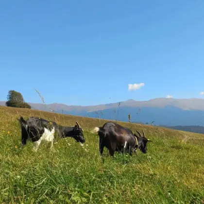 Weibliche Zwergziegen