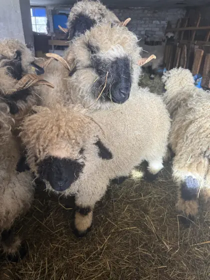 Walliser Schwarznasen