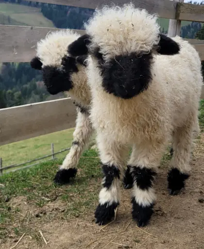 Bio Walliser Schwarznasen