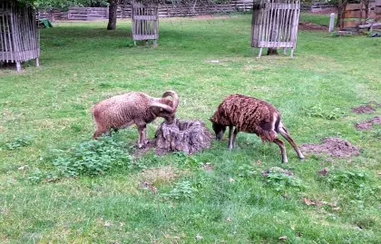 SOAY Schafe, 2 Böcke und mehrere Auen, hell und dunkel