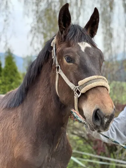 Noriker Jahrlingshengst