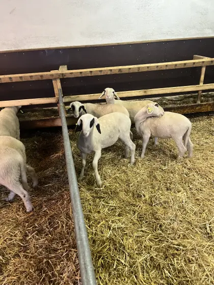 Brillenschafe (nicht HB fähig)