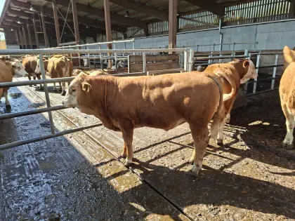 Hornlose Fleckvieh-Fleisch-Zuchtstiere