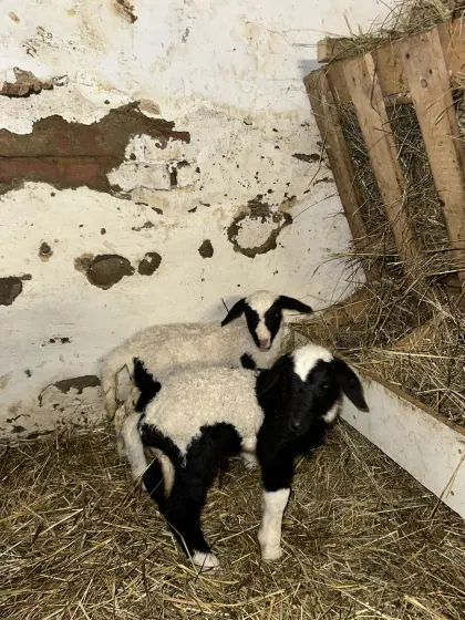 Schafherde zu verkaufen – Shropshire, Merino, Kamerun & Mix