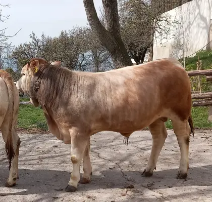Murbodner Jungstier