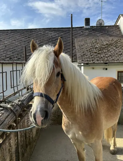 Haflinger Wallach