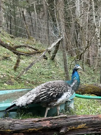 Pfau