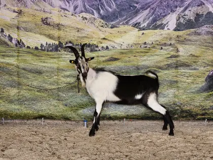 1b Pfauenziegenbock aus Top-Linie