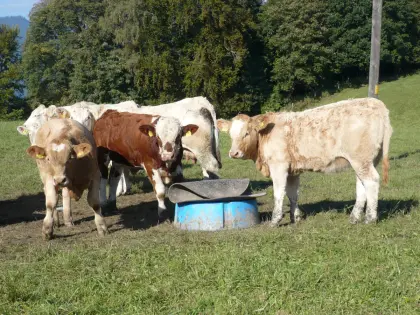 Einsteller Nutzrinder