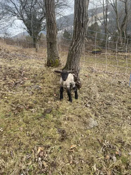 Junge Lämmer zu verkaufen