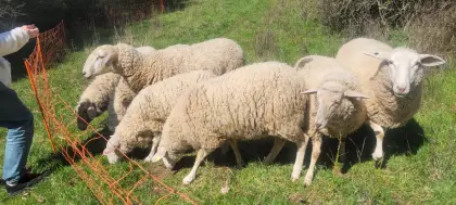 Merino x Texelschafmix 7 Mutterschafe 1-2 Jahre alt 220 € VB