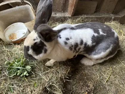 Riesenscheck-Häsin Weiß/Grau
