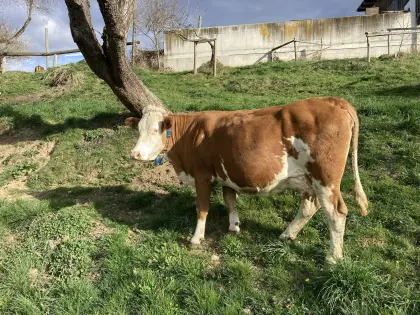 Fleckvieh Jungkuh trächtig