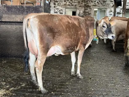 Verkaufe exterieurstarke Jersey Erstlingskuh