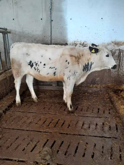 Pustertaler Sprinzen Kalbin BIO