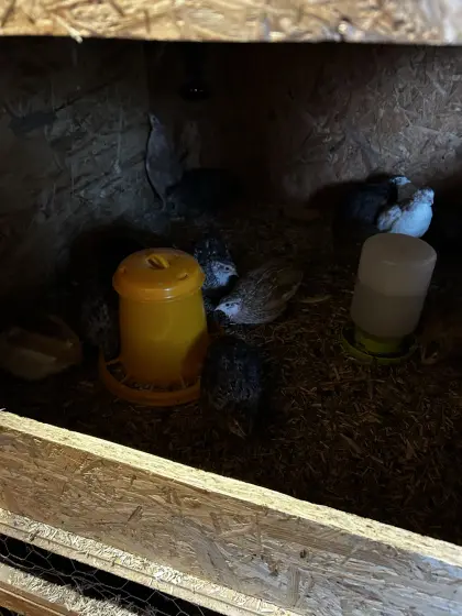 Verschenke Wachteln männlich