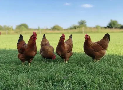 Bruteier - New Hampshire, Sulmtaler