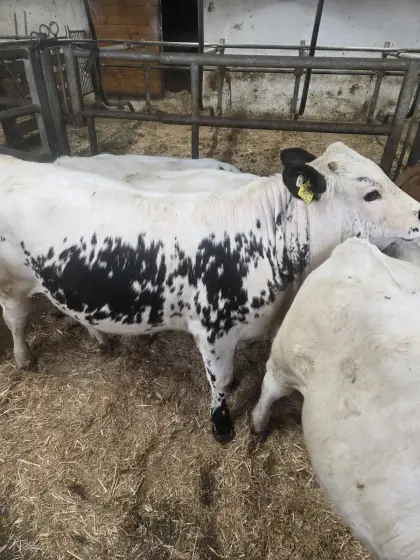 Pss Kalb zu verkaufen