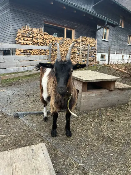 Ziege und Kitz