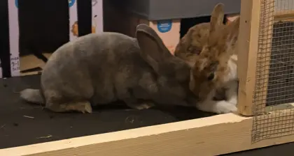 Liebevolles Zuhause für zwei Kaninchen gesucht