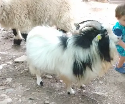 Mini Zwergziegenbock