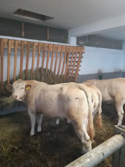 Blonde d'Aquitaine Jungstiere