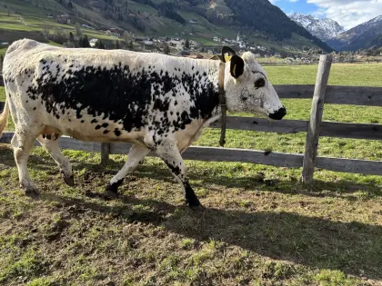Pustertaler Sprinzen Kuh