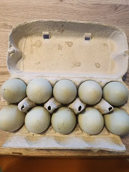 Laufenten Bruteier (Küken)