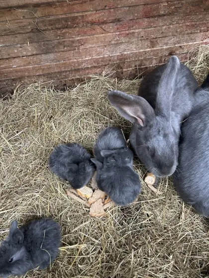 Junge Deutsche Riesen Fleischhasen