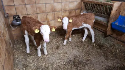 Verkaufe weibliches Fleckviehkalb zur Mast