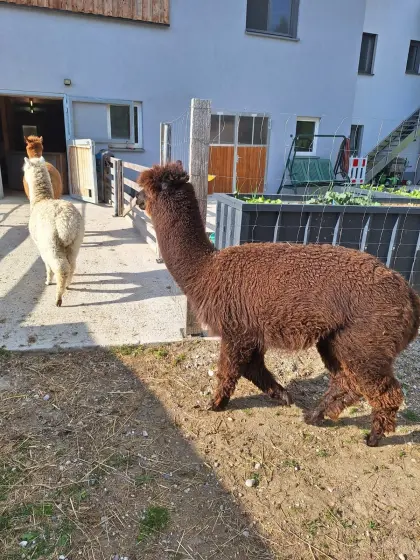 Alpakahengst zum Tausch oder Verkauf