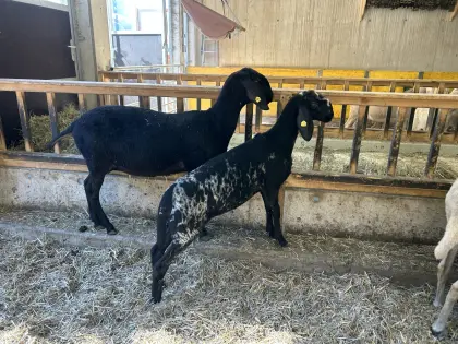 Schwarz-weiße Bergschafkilber