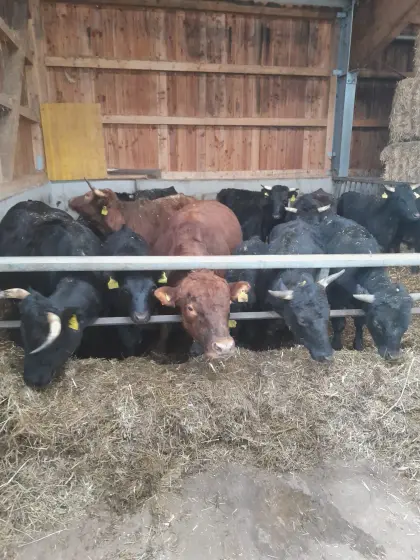 Dexter Herde zu verkaufen