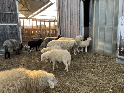 Reinrassige böhmische Waldschafherde (8 Schafe)