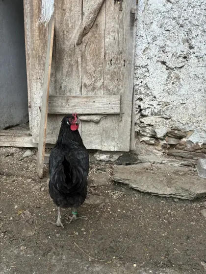 Ich biete Bruteier von La-Flèche-Hennen an.