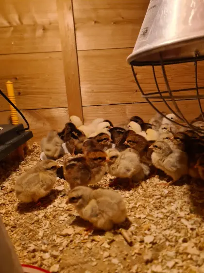 Verkaufe Welsumer Küken