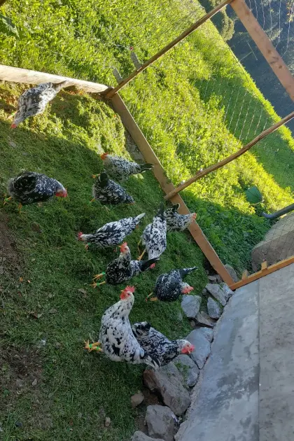 Bruteier Leghorn Exchequer