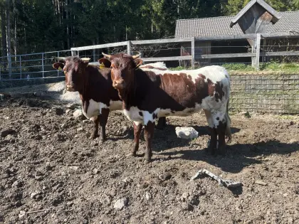 Pinzgauer Kuh und Kalbin