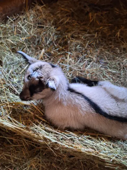 Verkaufe männliche Kitze