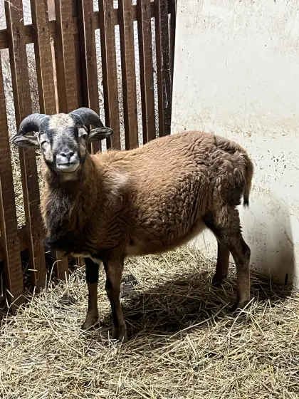 Kamerunschaf Widder zu verkaufen, ist etwa 1 Jahr alt