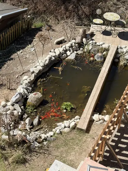 Goldfische zu verschenken