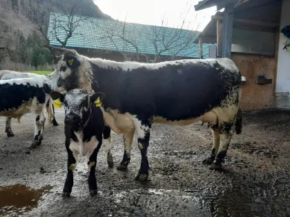 Pustertaler Sprinzen Kuh