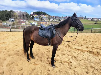 Warmblutstute zu verkaufen