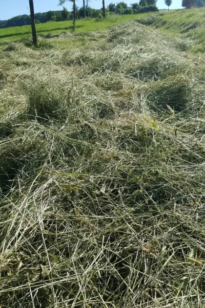 Heu - sonnengetrocknet - top Qualität
