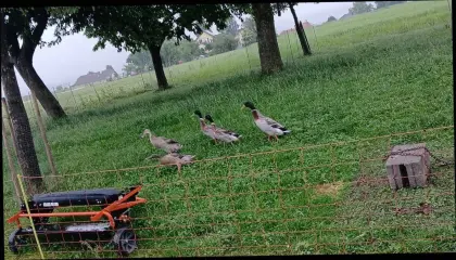 Enten, Hasen