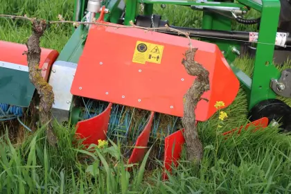 Olmi Gras- und Stockbürste